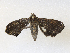  ( - CBG-A31837-A06)  @11 [ ] CreativeCommons - Attribution Share - Alike (2024) CBG Photography Group Centre for Biodiversity Genomics