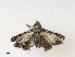  ( - CBG-A31837-A07)  @11 [ ] CreativeCommons - Attribution Share - Alike (2024) CBG Photography Group Centre for Biodiversity Genomics