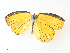  ( - CBG-A33498-B12)  @11 [ ] CreativeCommons - Attribution Share - Alike (2024) CBG Photography Group Centre for Biodiversity Genomics