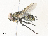  ( - CBG-A33498-E08)  @11 [ ] CreativeCommons - Attribution Share - Alike (2024) CBG Photography Group Centre for Biodiversity Genomics