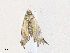  ( - CBG-A33499-G02)  @11 [ ] CreativeCommons - Attribution Share - Alike (2024) CBG Photography Group Centre for Biodiversity Genomics