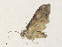  ( - CBG-A33499-G04)  @11 [ ] CreativeCommons - Attribution Share - Alike (2024) CBG Photography Group Centre for Biodiversity Genomics