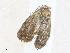  ( - CBG-A33500-F01)  @11 [ ] CreativeCommons - Attribution Share - Alike (2024) CBG Photography Group Centre for Biodiversity Genomics