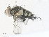  ( - CBG-A33500-H01)  @11 [ ] CreativeCommons - Attribution Share - Alike (2024) CBG Photography Group Centre for Biodiversity Genomics