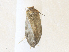  ( - CBG-A33500-H11)  @11 [ ] CreativeCommons - Attribution Share - Alike (2024) CBG Photography Group Centre for Biodiversity Genomics