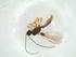  (Heterospilus Malaise4358 - CBG-A33808-E08)  @11 [ ] CreativeCommons - Attribution Share - Alike (2024) Centre for Biodiversity Genomics Centre for Biodiversity Genomics