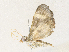 ( - CBG-A34327-E06)  @11 [ ] CreativeCommons - Attribution Share - Alike (2024) CBG Photography Group Centre for Biodiversity Genomics