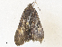  ( - CBG-A34329-A07)  @11 [ ] CreativeCommons - Attribution Share - Alike (2024) CBG Photography Group Centre for Biodiversity Genomics