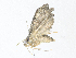  ( - CBG-A34329-F11)  @11 [ ] CreativeCommons - Attribution Share - Alike (2024) CBG Photography Group Centre for Biodiversity Genomics