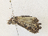  ( - CBG-A34330-D03)  @11 [ ] CreativeCommons - Attribution Share - Alike (2024) CBG Photography Group Centre for Biodiversity Genomics