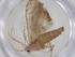  (Dicymolomia BioLep9014 - CBG-A34549-D06)  @11 [ ] CreativeCommons - Attribution Share - Alike (2024) Centre for Biodiversity Genomics Centre for Biodiversity Genomics