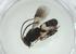  (Chelonus Malaise3380 - CBG-A34966-B12)  @11 [ ] CreativeCommons - Attribution Share - Alike (2024) Centre for Biodiversity Genomics Centre for Biodiversity Genomics