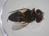  (Borgmeiermyia Janzen8811 - CBG-A34986-E11)  @11 [ ] CreativeCommons - Attribution Share - Alike (2024) Centre for Biodiversity Genomics Centre for Biodiversity Genomics