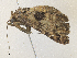  ( - CBG-A35197-G04)  @11 [ ] CreativeCommons - Attribution Share - Alike (2024) CBG Photography Group Centre for Biodiversity Genomics