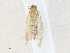 ( - CBG-A36747-F03)  @11 [ ] CreativeCommons - Attribution Share - Alike (2024) CBG Photography Group Centre for Biodiversity Genomics