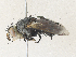  ( - CBG-A36748-C06)  @11 [ ] CreativeCommons - Attribution Share - Alike (2024) CBG Photography Group Centre for Biodiversity Genomics