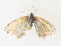  ( - CBG-A36750-D11)  @11 [ ] CreativeCommons - Attribution Share - Alike (2024) CBG Photography Group Centre for Biodiversity Genomics