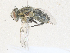  ( - CBG-A36752-F01)  @11 [ ] CreativeCommons - Attribution Share - Alike (2024) CBG Photography Group Centre for Biodiversity Genomics