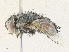  ( - CBG-A36761-A02)  @11 [ ] CreativeCommons - Attribution Share - Alike (2024) CBG Photography Group Centre for Biodiversity Genomics