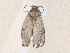  ( - CBG-A36763-H03)  @11 [ ] CreativeCommons - Attribution Share - Alike (2024) CBG Photography Group Centre for Biodiversity Genomics