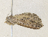 ( - CBG-A36764-G04)  @11 [ ] CreativeCommons - Attribution Share - Alike (2024) CBG Photography Group Centre for Biodiversity Genomics