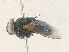  ( - CBG-A36765-D02)  @11 [ ] CreativeCommons - Attribution Share - Alike (2024) CBG Photography Group Centre for Biodiversity Genomics
