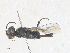  ( - CBG-A36765-H01)  @11 [ ] CreativeCommons - Attribution Share - Alike (2024) CBG Photography Group Centre for Biodiversity Genomics