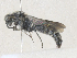  ( - CBG-A36768-E09)  @11 [ ] CreativeCommons - Attribution Share - Alike (2024) CBG Photography Group Centre for Biodiversity Genomics
