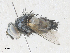  (Chetogena Malaise4456 - CBG-A36768-F12)  @11 [ ] CreativeCommons - Attribution Share - Alike (2024) CBG Photography Group Centre for Biodiversity Genomics