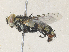  ( - CBG-A36857-E05)  @11 [ ] CreativeCommons - Attribution Share - Alike (2024) CBG Photography Group Centre for Biodiversity Genomics