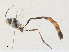  (Ophionellus arayaiDHJ01 - CBG-A36858-B03)  @11 [ ] CreativeCommons - Attribution Share - Alike (2024) CBG Photography Group Centre for Biodiversity Genomics