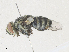  (Vibrissina randycurtisi - CBG-A36874-D10)  @11 [ ] CreativeCommons - Attribution Share - Alike (2024) CBG Photography Group Centre for Biodiversity Genomics