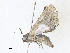  ( - CBG-A36875-E11)  @11 [ ] CreativeCommons - Attribution Share - Alike (2024) CBG Photography Group Centre for Biodiversity Genomics