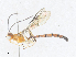  (Calliephialtes Malaise5822 - CBG-A36877-F12)  @11 [ ] CreativeCommons - Attribution Share - Alike (2024) CBG Photography Group Centre for Biodiversity Genomics