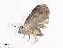  ( - CBG-A36878-C04)  @11 [ ] CreativeCommons - Attribution Share - Alike (2024) CBG Photography Group Centre for Biodiversity Genomics