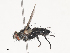  ( - CBG-A41908-A03)  @11 [ ] CreativeCommons - Attribution Share - Alike (2024) CBG Photography Group Centre for Biodiversity Genomics