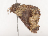  ( - CBG-A41909-E02)  @11 [ ] CreativeCommons - Attribution Share - Alike (2024) CBG Photography Group Centre for Biodiversity Genomics