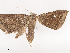  ( - CBG-A41909-E08)  @11 [ ] CreativeCommons - Attribution Share - Alike (2024) CBG Photography Group Centre for Biodiversity Genomics