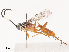  ( - CBG-A41909-H08)  @11 [ ] CreativeCommons - Attribution Share - Alike (2024) CBG Photography Group Centre for Biodiversity Genomics
