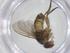  (Ceromya Malaise7011 - CBG-A43371-D09)  @11 [ ] CreativeCommons - Attribution Share - Alike (2024) Centre for Biodiversity Genomics Centre for Biodiversity Genomics