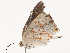  ( - CBG-A44291-E08)  @11 [ ] CreativeCommons - Attribution Share - Alike (2024) CBG Photography Group Centre for Biodiversity Genomics