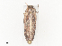  ( - CBG-A44293-A05)  @11 [ ] CreativeCommons - Attribution Share - Alike (2024) CBG Photography Group Centre for Biodiversity Genomics