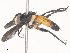  ( - CBG-A44293-G03)  @11 [ ] CreativeCommons - Attribution Share - Alike (2024) CBG Photography Group Centre for Biodiversity Genomics