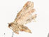  ( - CBG-A44294-H08)  @11 [ ] CreativeCommons - Attribution Share - Alike (2024) CBG Photography Group Centre for Biodiversity Genomics