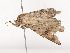  ( - CBG-A40200-D11)  @11 [ ] CreativeCommons - Attribution Share - Alike (2024) CBG Photography Group Centre for Biodiversity Genomics