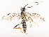  ( - CBG-A41818-C02)  @11 [ ] CreativeCommons - Attribution Share - Alike (2024) CBG Photography Group Centre for Biodiversity Genomics