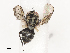  ( - CBG-A41841-A08)  @11 [ ] CreativeCommons - Attribution Share - Alike (2024) CBG Photography Group Centre for Biodiversity Genomics