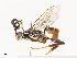  (ichneuMalaise01 Malaise8392 - CBG-A41841-F11)  @11 [ ] CreativeCommons - Attribution Share - Alike (2024) CBG Photography Group Centre for Biodiversity Genomics