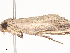  ( - CBG-A40150-B03)  @11 [ ] CreativeCommons - Attribution Share - Alike (2024) CBG Photography Group Centre for Biodiversity Genomics