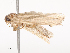  ( - CBG-A40152-C10)  @11 [ ] CreativeCommons - Attribution Share - Alike (2024) CBG Photography Group Centre for Biodiversity Genomics